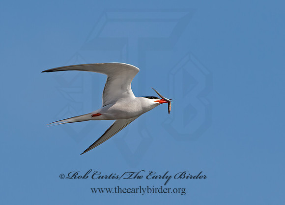 Sterna hirundo  COMMON TERN 9034506z