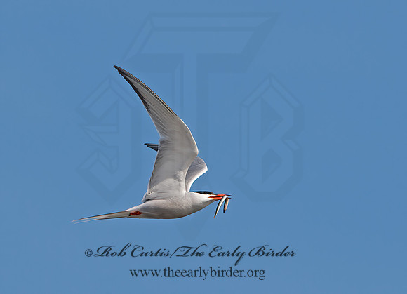 Sterna hirundo  COMMON TERN 9034507z