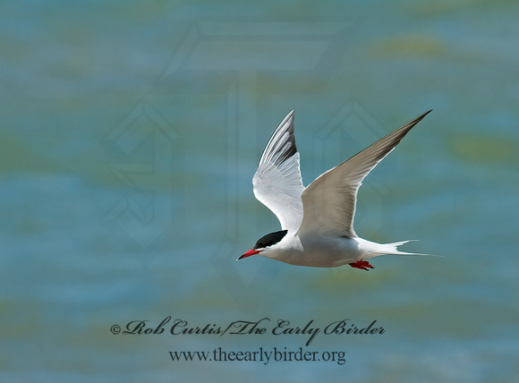 Sterna hirundo  COMMON TERN 3008184z