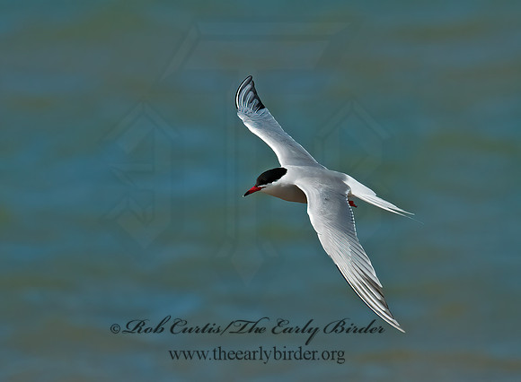 Sterna hirundo  COMMON TERN 3008185z