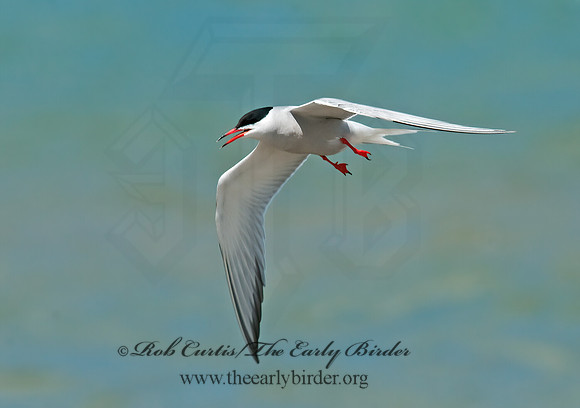 Sterna hirundo  COMMON TERN 3008197z