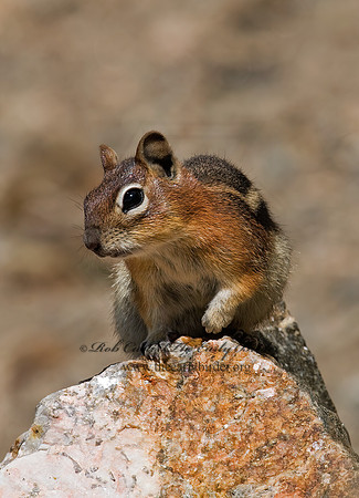 Callospermophilus lateralis  GOLDEN MANTLED SQUIRREL 7010515z