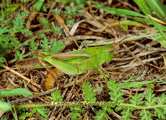 Chortophaga viridifasciata NORTHERN GREEN-STRIPED GRASSHOPPER  86316z