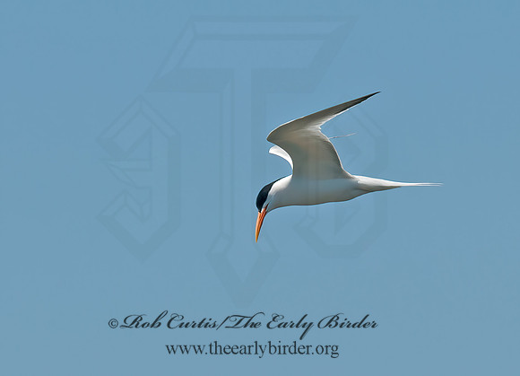 Thalasseus elegans  ELEGANT TERN 3016588z