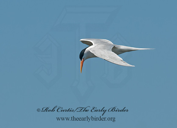 Thalasseus elegans  ELEGANT TERN 3016589z