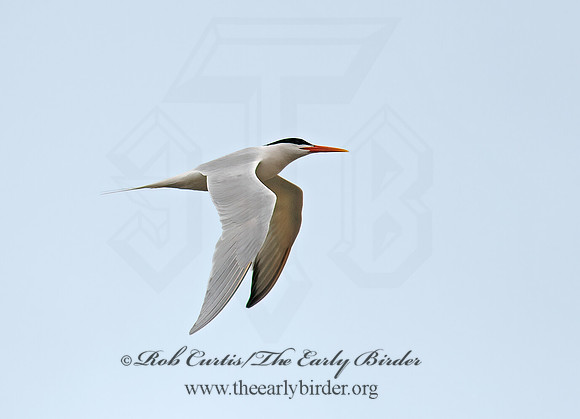 Thalasseus elegans  ELEGANT TERN 9057355z