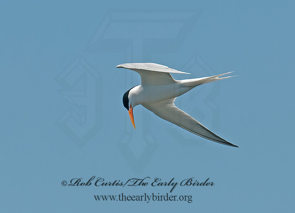 Thalasseus elegans  ELEGANT TERN 3016590z
