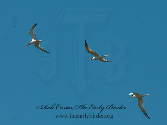 Thalasseus elegans  ELEGANT TERN 3016642z