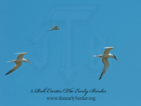 Thalasseus elegans  ELEGANT TERN 3016677z