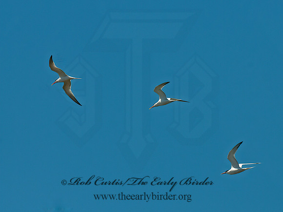 Thalasseus elegans  ELEGANT TERN 3016641z