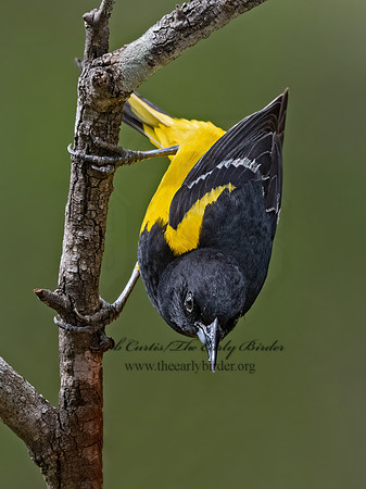 Icterus parisorum  SCOTT'S ORIOLE 3035170z