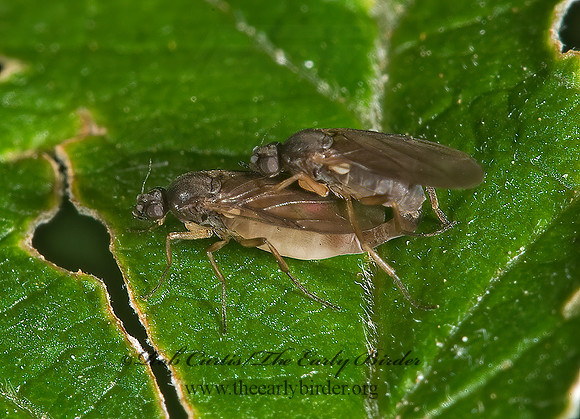 Gymnophora luteiventris  SCUTTLE FLY 8006515z