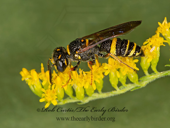 Philanthus gibbosus  BEEWOLF WASP 9003699z