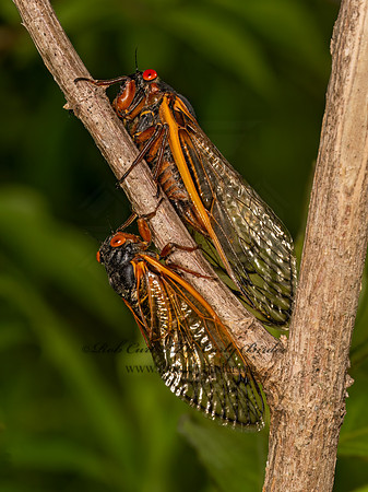 Magicicada septendecim 17-YEAR PERIODICAL CICADA 9088054 z