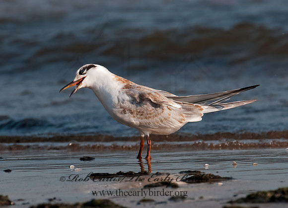 Sterna forsteri  FORSTER'S TERN 3009044z