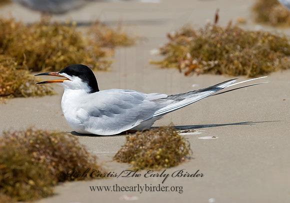 Sterna forsteri  FORSTER'S TERN 7004496z,"1"