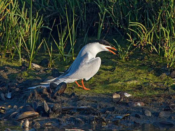Sterna forsteri  FORSTER'S TERN 9057630z