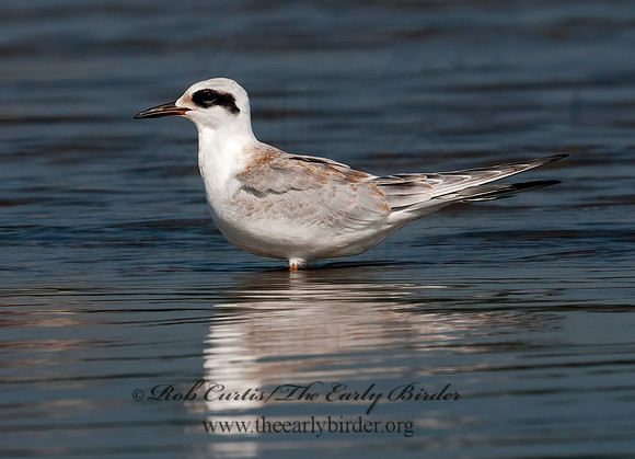Sterna forsteri  FORSTER'S TERN 3009194z