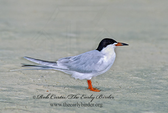 Sterna forsteri  FORSTER'S TERN 88204z
