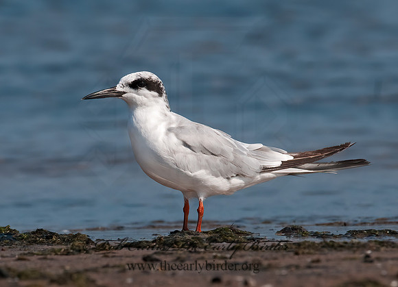 Sterna forsteri  FORSTER'S TERN 3009231z