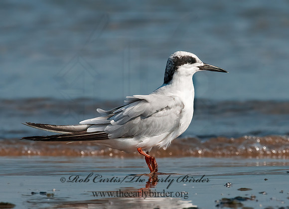 Sterna forsteri  FORSTER'S TERN 3009250z