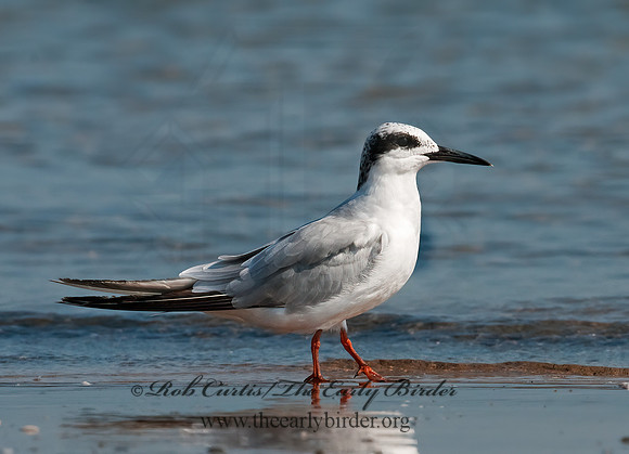 Sterna forsteri  FORSTER'S TERN 3009251z