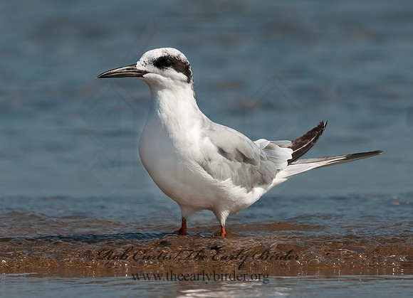 Sterna forsteri  FORSTER'S TERN 3009252z
