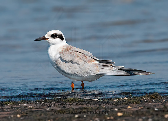 Sterna forsteri  FORSTER'S TERN 3009259z