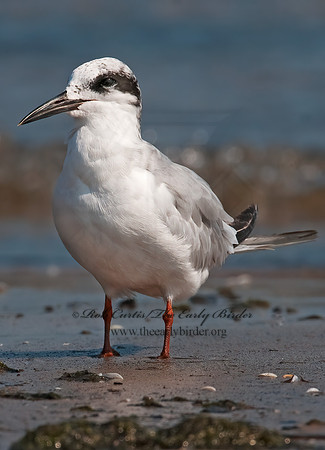 Sterna forsteri  FORSTER'S TERN 3009245z