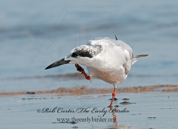 Sterna forsteri  FORSTER'S TERN 3009242z