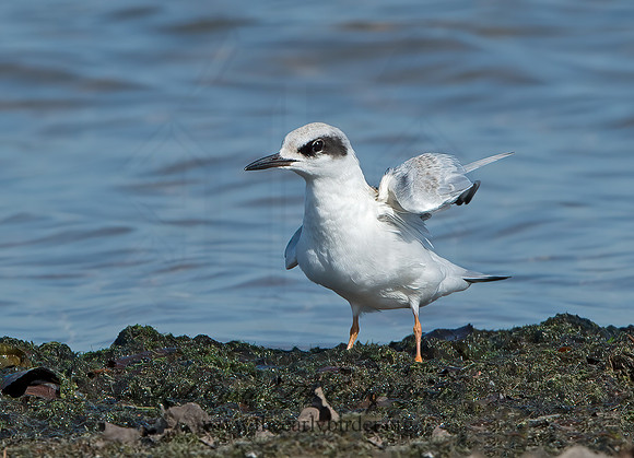 Sterna forsteri  FORSTER'S TERN 9053590z
