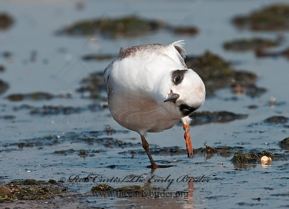 Sterna forsteri  FORSTER'S TERN 3009261z