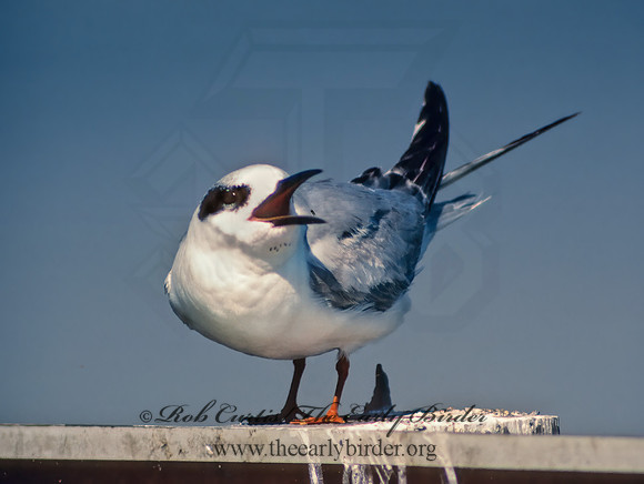 Sterna forsteri  FORSTER'S TERN 13222z