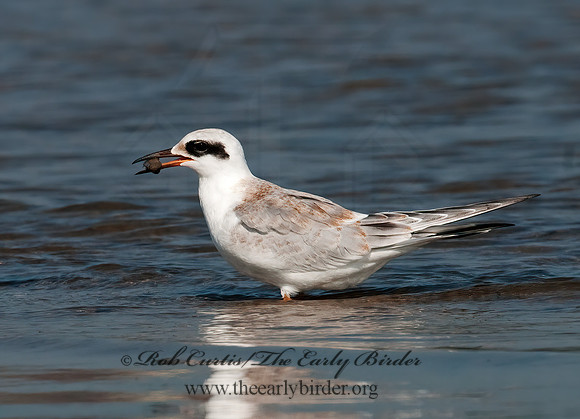 Sterna forsteri  FORSTER'S TERN 3009196z