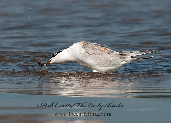 Sterna forsteri  FORSTER'S TERN 3009197z