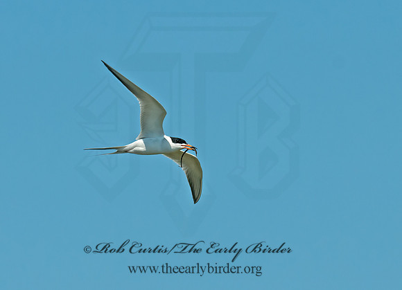 Sterna forsteri  FORSTER'S TERN 3016665z
