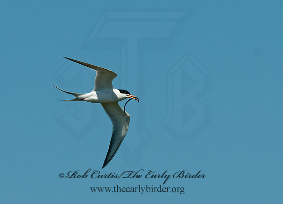 Sterna forsteri  FORSTER'S TERN 3016666z