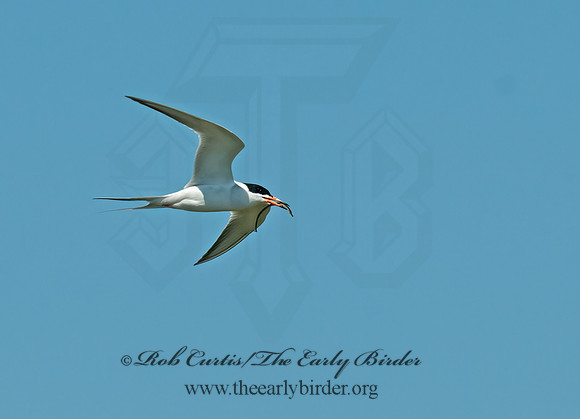 Sterna forsteri  FORSTER'S TERN 3016667z