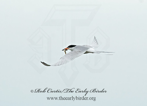 Sterna forsteri  FORSTER'S TERN 8013638z