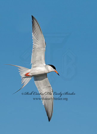 Sterna forsteri  FORSTER'S TERN 8036623z