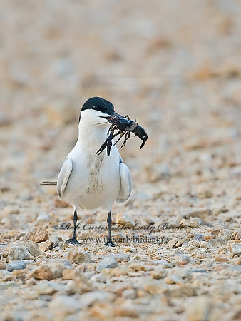 Gelochelidon nilotica  GULL-BILLED TERN 7004681z