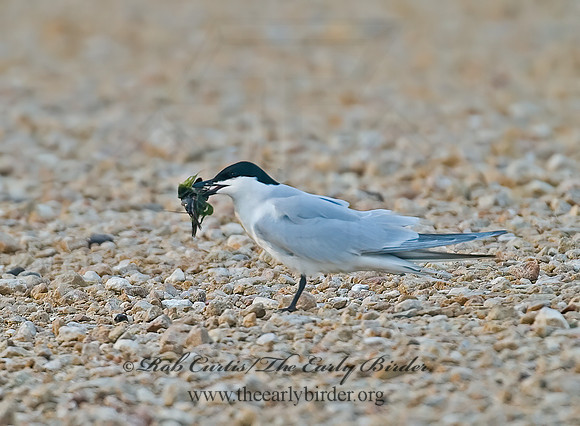 Gelochelidon nilotica  GULL-BILLED TERN 7004669z