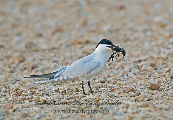 Gelochelidon nilotica  GULL-BILLED TERN 7004675z