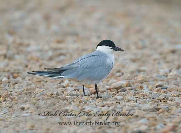 Gelochelidon nilotica  GULL-BILLED TERN 7004667z
