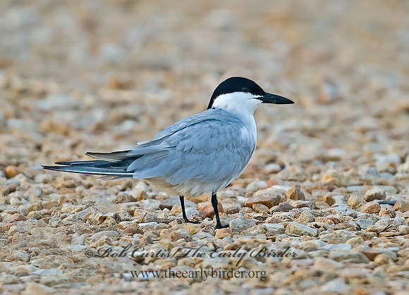 Gelochelidon nilotica  GULL-BILLED TERN 7004666z
