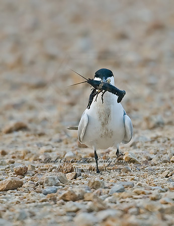 Gelochelidon nilotica  GULL-BILLED TERN 7004678z