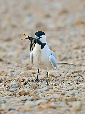 Gelochelidon nilotica  GULL-BILLED TERN 7004680z