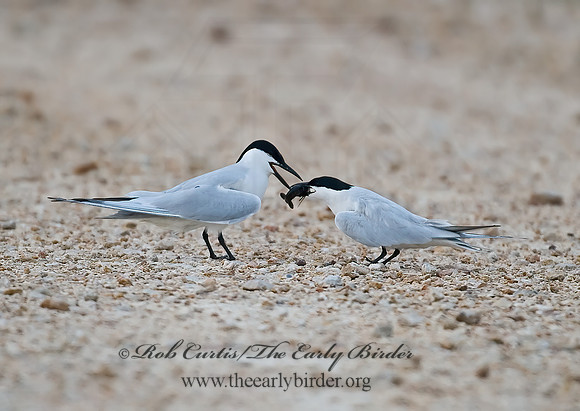 Gelochelidon nilotica  GULL-BILLED TERN 7004661z
