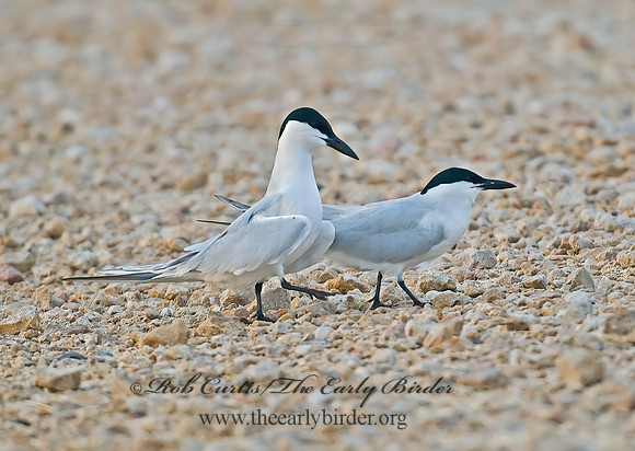 Gelochelidon nilotica  GULL-BILLED TERN 7004668z