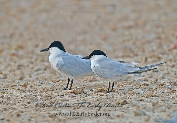 Gelochelidon nilotica  GULL-BILLED TERN 7004664z
